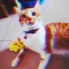 Orange Nek0